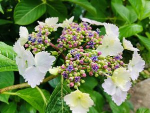 「写メ日記で体の露出以外に何をアップすればいい?」📸